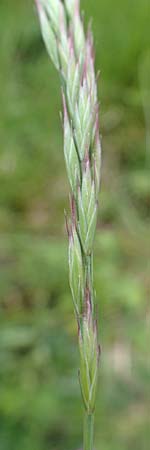 Festuca guestphalica \ Harter Schwingel / Westphalian Fescue, D Erlenbach am Main 28.4.2016