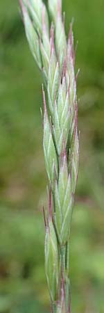 Festuca guestphalica \ Harter Schwingel / Westphalian Fescue, D Erlenbach am Main 28.4.2016