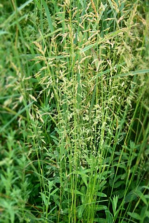 Poa angustifolia \ Schmalblttriges Rispengras / Narrow-Leaved Meadow Grass, D Erlenbach am Main 4.6.2016
