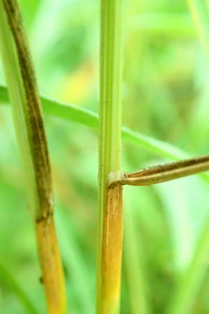 Poa angustifolia \ Schmalblttriges Rispengras / Narrow-Leaved Meadow Grass, D Erlenbach am Main 4.6.2016