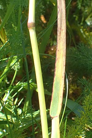 Poa alpina \ Alpen-Rispengras / Alpine Meadow Grass, D Schwarzwald/Black-Forest, Feldberg 10.7.2016