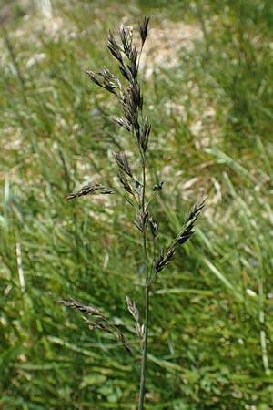 Poa alpina \ Alpen-Rispengras / Alpine Meadow Grass, D Schwarzwald/Black-Forest, Belchen 27.5.2017