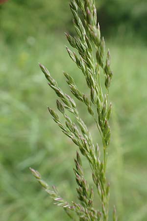 Poa angustifolia \ Schmalblttriges Rispengras / Narrow-Leaved Meadow Grass, D Alsbach-Hähnlein 28.4.2018