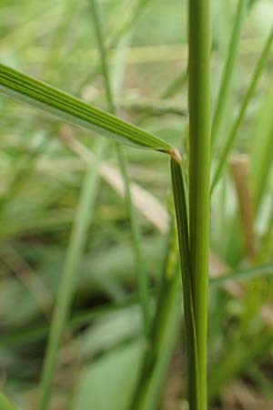 Poa angustifolia / Narrow-Leaved Meadow Grass, D Alsbach-Hähnlein 28.4.2018