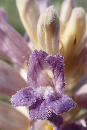 Phelipanche arenaria / Wormwood Broomrape, D Kaiserstuhl,  Badberg 25.6.2018