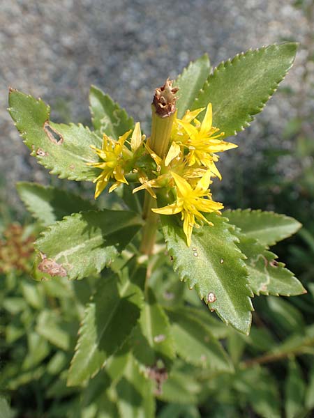 Sedum aizoon \ Deckblatt-Asienfetthenne / Aizoon Stonecrop, D Weinheim an der Bergstraße, Botan. Gar.  Hermannshof 20.8.2018