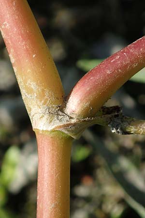Persicaria lapathifolia subsp. pallida \ Acker-Ampfer-Knterich / Pale Persicaria, D Römerberg 18.10.2018