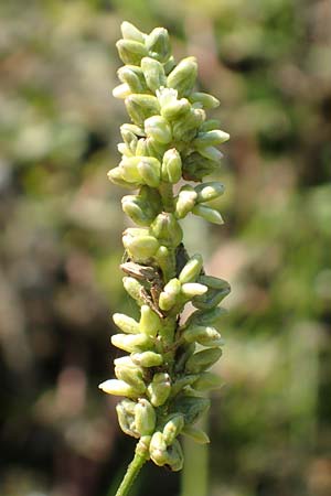 Persicaria lapathifolia subsp. pallida \ Acker-Ampfer-Knterich / Pale Persicaria, D Römerberg 18.10.2018