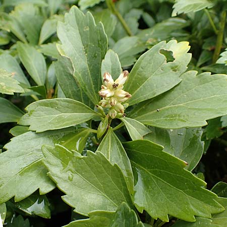 Pachysandra terminalis \ Japanischer Ysander, Dickmnnchen, D Hagen 11.3.2019