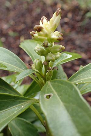 Pachysandra terminalis / Carpet Box, D Hagen 11.3.2019