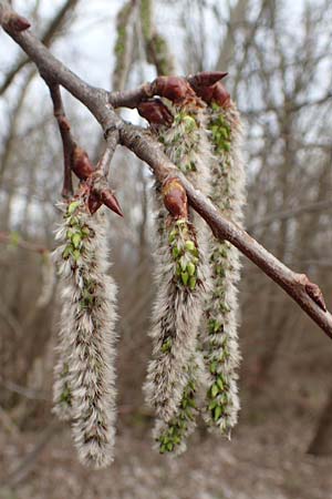 Populus alba \ Silber-Pappel / White Poplar, D Mannheim 16.3.2019