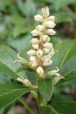 Pachysandra terminalis \ Japanischer Ysander, Dickmnnchen, D Schalksmühle 25.4.2019