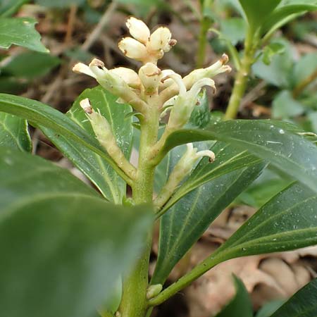 Pachysandra terminalis \ Japanischer Ysander, Dickmnnchen, D Schalksmühle 25.4.2019