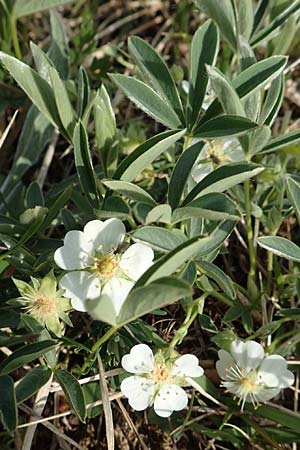 Potentilla alba \ Weies Fingerkraut, D Eching 2.5.2019