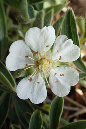 Potentilla alba \ Weies Fingerkraut / White Cinquefoil, D Eching 2.5.2019