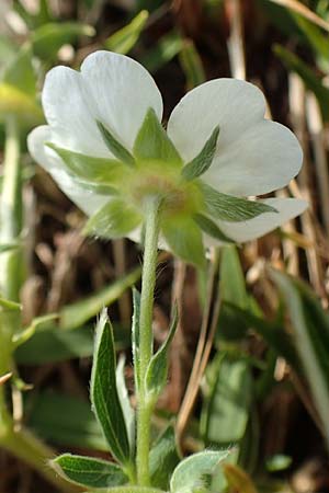 Potentilla alba \ Weies Fingerkraut, D Eching 2.5.2019