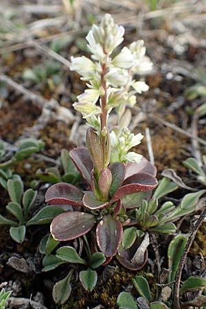 Polygala amarella \ Sumpf-Kreuzblume, Sumpf-Kreuzblmchen, D Eching 2.5.2019