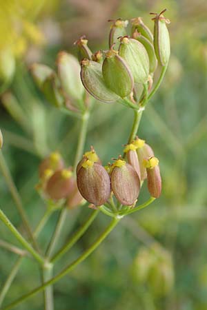 Pastinaca sativa \ Pastinak / Parsnip, D Grünstadt-Asselheim 9.9.2019