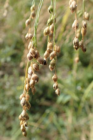 Panicum miliaceum subsp. agricola \ Bauern-Rispen-Hirse / Farmer's Millet, D Mannheim 16.9.2019