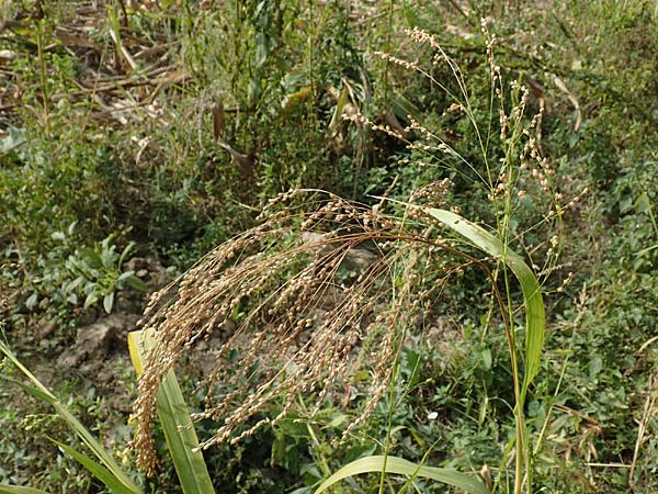 Panicum miliaceum subsp. agricola \ Bauern-Rispen-Hirse / Farmer's Millet, D Mannheim 16.9.2019