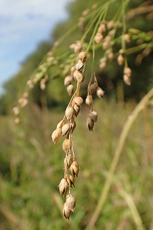 Panicum miliaceum subsp. agricola \ Bauern-Rispen-Hirse / Farmer's Millet, D Mannheim 16.9.2019