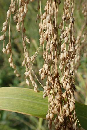 Panicum miliaceum subsp. agricola \ Bauern-Rispen-Hirse, D Mannheim 16.9.2019