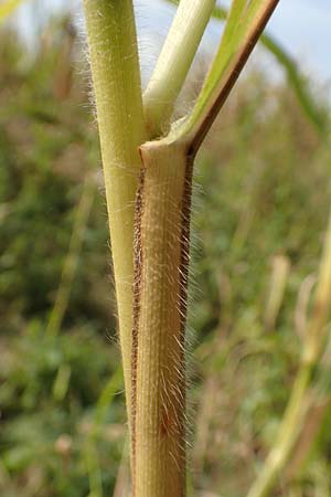 Panicum miliaceum subsp. agricola \ Bauern-Rispen-Hirse / Farmer's Millet, D Mannheim 16.9.2019