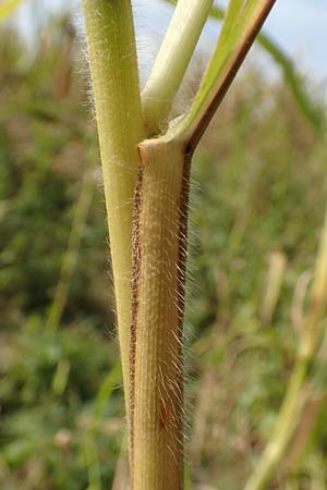 Panicum miliaceum subsp. agricola \ Bauern-Rispen-Hirse, D Mannheim 16.9.2019