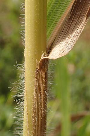 Panicum miliaceum subsp. agricola \ Bauern-Rispen-Hirse / Farmer's Millet, D Mannheim 16.9.2019