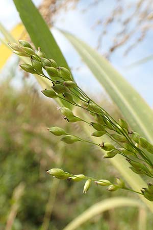 Panicum miliaceum subsp. agricola \ Bauern-Rispen-Hirse, D Mannheim 16.9.2019