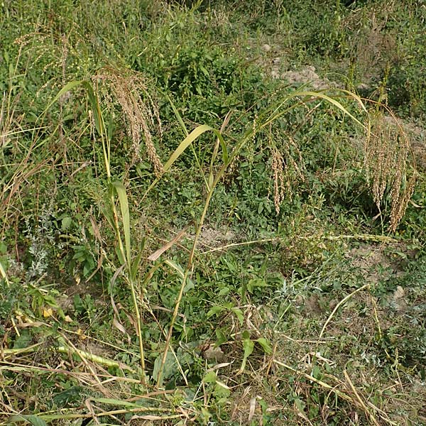 Panicum miliaceum subsp. agricola \ Bauern-Rispen-Hirse / Farmer's Millet, D Mannheim 16.9.2019