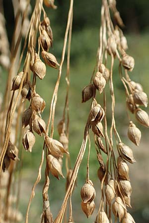 Panicum miliaceum subsp. agricola \ Bauern-Rispen-Hirse, D Mannheim 16.9.2019