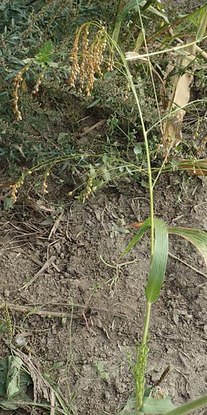 Panicum miliaceum subsp. agricola \ Bauern-Rispen-Hirse / Farmer's Millet, D Mannheim 16.9.2019