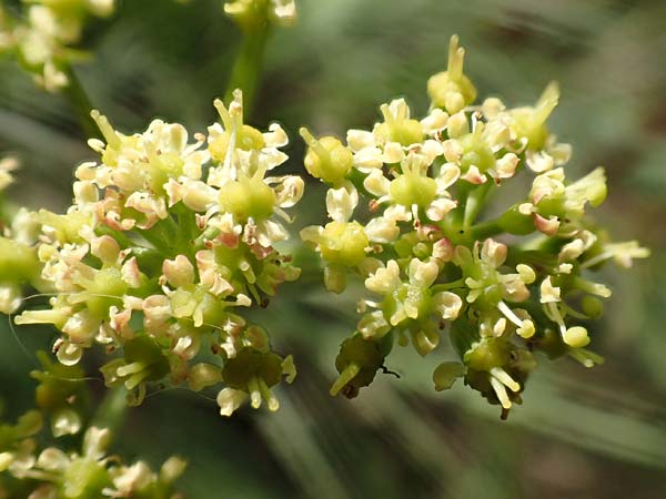 Peucedanum alsaticum \ Elssser Haarstrang / Alsatian Parsley, D Rüsselsheim 5.10.2019