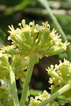 Peucedanum alsaticum \ Elssser Haarstrang, D Rüsselsheim 5.10.2019