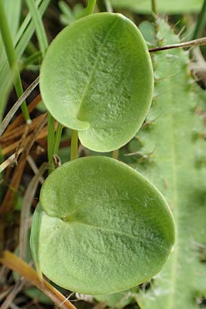 Parnassia palustris \ Sumpf-Herzblatt, Studentenrschen / Grass of Parnassus, D Offenburg 22.5.2020