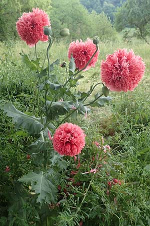 Papaver somniferum / Opium Poppy, D Hemsbach 4.6.2020