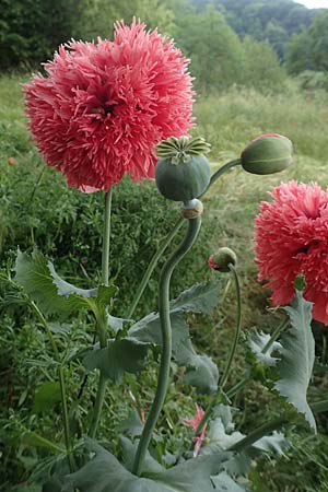 Papaver somniferum \ Schlaf-Mohn / Opium Poppy, D Hemsbach 4.6.2020