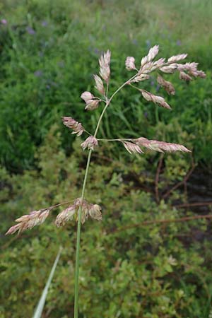 Phalaris arundinacea var. picta \ Buntes Glanzgras / Variegated Ribbon Grass, Gardener's Garters, D Schwarzwald/Black-Forest, Forbach-Herrenwies 13.7.2021