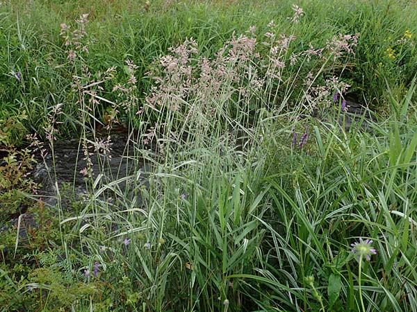 Phalaris arundinacea var. picta \ Buntes Glanzgras, D Schwarzwald, Forbach-Herrenwies 13.7.2021