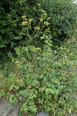 Pastinaca sativa subsp. urens \ Brennender Pastinak / Stinging Parsnip, D Kaiserslautern 15.8.2021