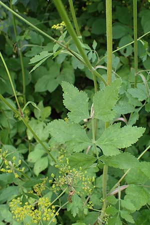 Pastinaca sativa subsp. urens / Stinging Parsnip, D Kaiserslautern 15.8.2021