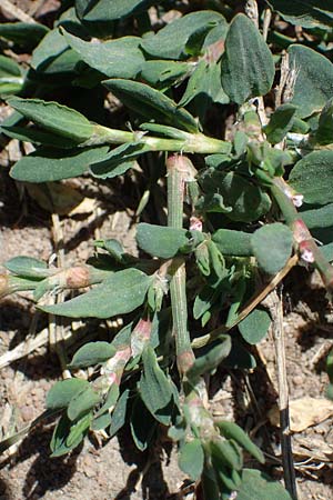 Polygonum aviculare \ Echter Vogel-Knterich / Common Knotgrass, English Knotgrass, D Odenwald, Erbach 17.7.2022