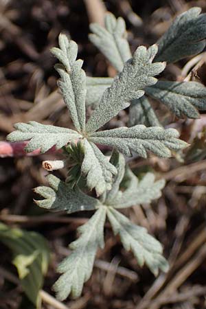 Potentilla argentea var. tephrodes \ Graues Silber-Fingerkraut, D Ludwigshafen 21.7.2022