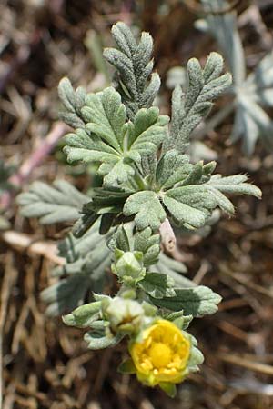 Potentilla argentea var. tephrodes \ Graues Silber-Fingerkraut, D Ludwigshafen 21.7.2022