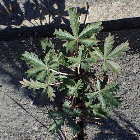 Potentilla argentea agg. \ Silber-Fingerkraut, D Mannheim 13.8.2022