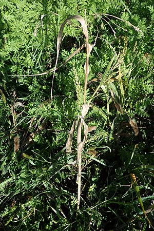 Panicum miliaceum subsp. agricola \ Bauern-Rispen-Hirse / Farmer's Millet, D Mannheim 22.10.2022