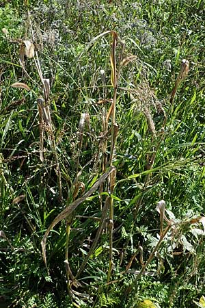Panicum miliaceum subsp. agricola \ Bauern-Rispen-Hirse / Farmer's Millet, D Mannheim 22.10.2022