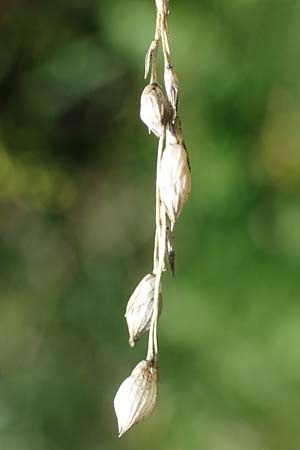 Panicum miliaceum subsp. agricola \ Bauern-Rispen-Hirse / Farmer's Millet, D Mannheim 22.10.2022