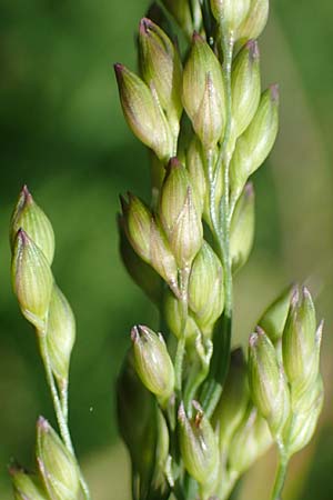 Panicum miliaceum subsp. agricola \ Bauern-Rispen-Hirse / Farmer's Millet, D Mannheim 22.10.2022